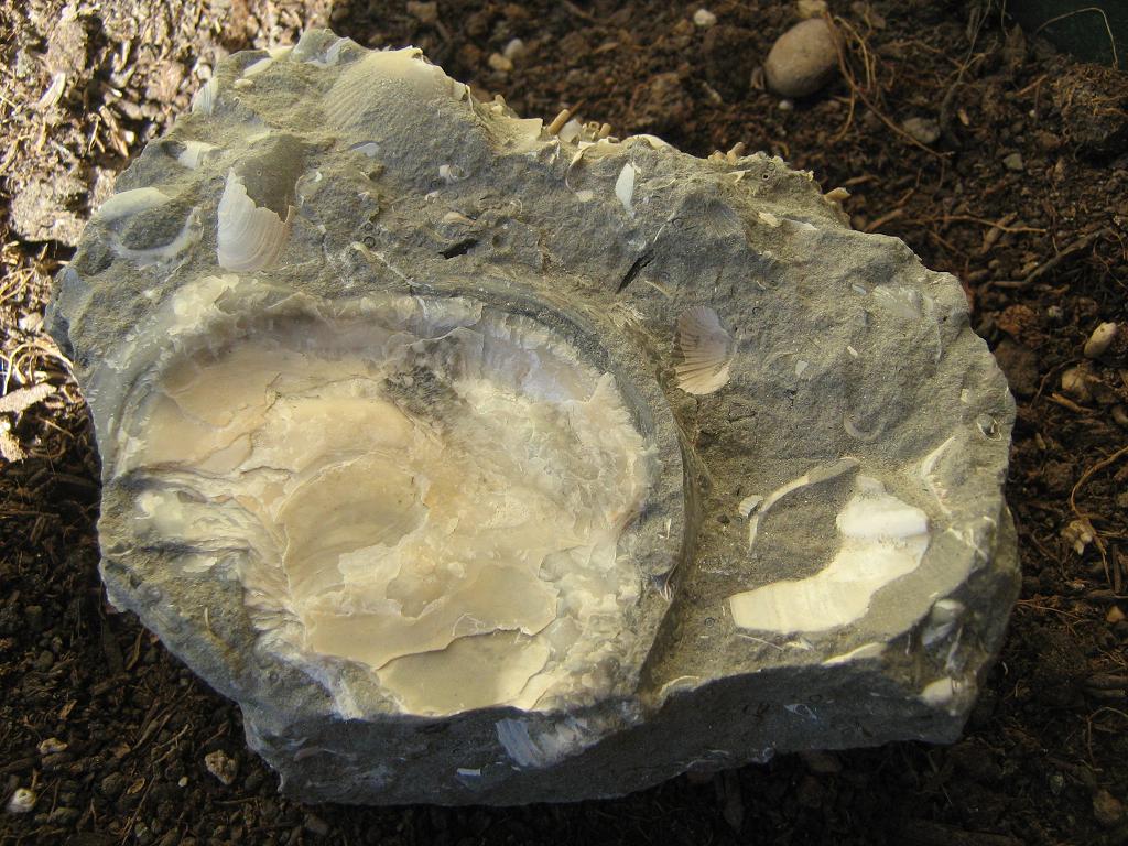 Fondale